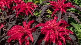 100 Amaranthus Early Splendor Tricolor Hypochondricus Flower Seeds - £14.82 GBP