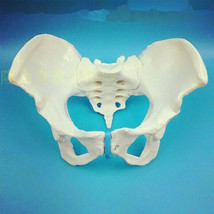  Life Size Female Pelvic Skeleton Model Anatomical Anatomy Medical Study... - £25.98 GBP