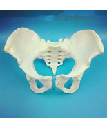  Life Size Female Pelvic Skeleton Model Anatomical Anatomy Medical Study... - €28,26 EUR
