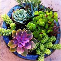 Succulent Cactus Bonsai for Home &amp; Garden Pot Plant Home Garden, 100 PCS SEEDS D - $16.35