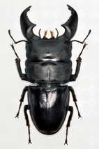 Handmade Serrognathus Titanus Yasuoka Beetle Statuette Fine Insect Figur... - £30.72 GBP