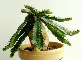 Euphorbia squarrosa, 1 Seed - £19.03 GBP