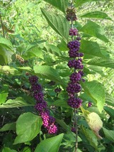 AW Callicarpa Dicoma 40 Seeds Ornamental Purple Beauty Berry Shrub Bush ... - $9.50