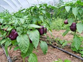 SHIPPED FROM US 150 Purple Beauty Pepper Sweet Bell Mild Vegetable Seeds, LC03 - £15.18 GBP