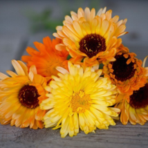 50 - 1,000 Seeds Pacific Beauty Mix Calendula Non Gmo - £7.55 GBP