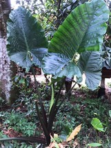 Black Colocasia gigantea elephant ear 1 Fresh root for growing ThailandMrk - $5.00