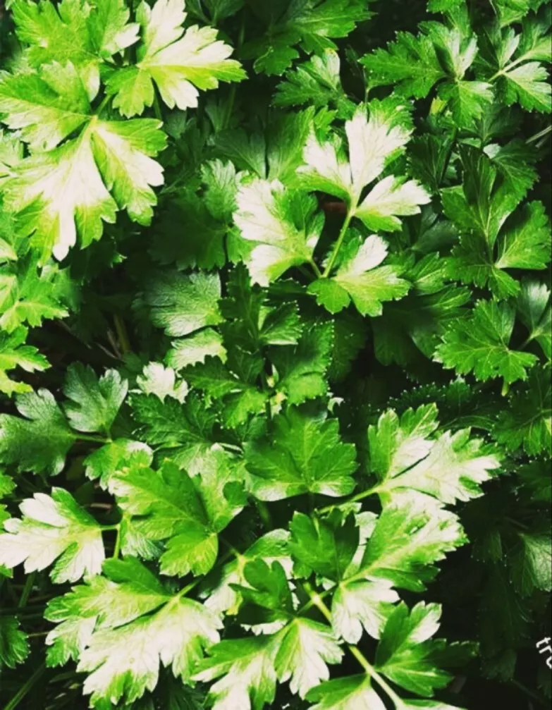 dark green Parsley Seeds | Fresh seeds 1000 Seeds - $3.00