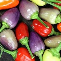 Pepper Chinese 5 Color Fresh Seeds Fast Shipping - $18.75