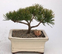 Mugo Pine Bonsai Tree - Small   (pinus mugo &#39;valley cushion&#39;)  - £23.94 GBP
