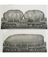 Two Giant Corn &amp; Potatoes Post Cards Adin California 1911 - $5.95