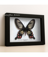 Pachliopta Polyphontes Female Swallowtail Butterfly Framed Entomology Sh... - $1,271.38 MXN