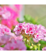 Kasuki White &amp; Red Edge Geranium Garden Pelargonium Peltatum 20 PCS Seeds - €9,92 EUR