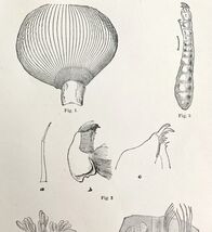 Southern Buffalo &amp; Turkey Gnats Insect Victorian 1887 Art Print Entomolo... - $24.99