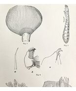 Southern Buffalo &amp; Turkey Gnats Insect Victorian 1887 Art Print Entomolo... - $459.01 MXN