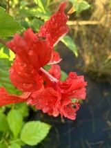 Exotic red lion tail hibiscus~pom pom starter live plant 7&quot; tall plug size - $23.99