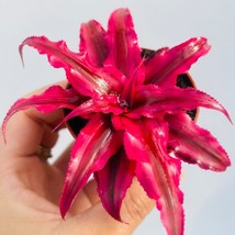 RUBIN STAR Cryptanthus bivittatus AKA Earth Star Bromeliad Starter Plant - £19.20 GBP