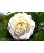 Jasmine Seeds &#39;Grand Duke of Tuscany&#39; White Fragrant Double Flowers 100 ... - $14.95