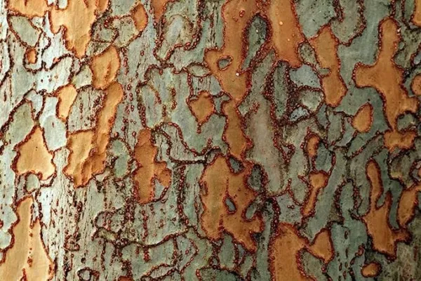 Chinese Corkbark Elm Tree Seeds For Planting (30 Seeds)-Exotic Bark Coloring - U - £17.25 GBP