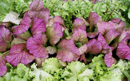 HS Giant Red Mustard 1000 Seeds Non-Gmo Fresh For 2024 Gardens - £1.75 GBP