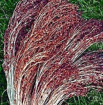 Red Broom Corn Grass 50 Seeds 7 Grams Ornamental Fresh Garden USA SELLER - $15.58