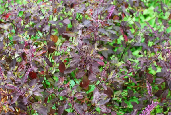 200 Purple Krishna Tulsi Holy Basil Ocimum Sanctum Tenuiflorum Herb Flower Seeds - $8.50