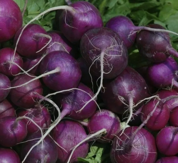 Radish Seeds Purple Plum 200+ Vegetables Culinary Cooking Garden - $4.20