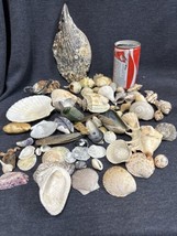 Lot of 75+ Medium &amp; Small Small Sea Shells Nautical Beach Craft Shell 2.4 lbs - £12.66 GBP
