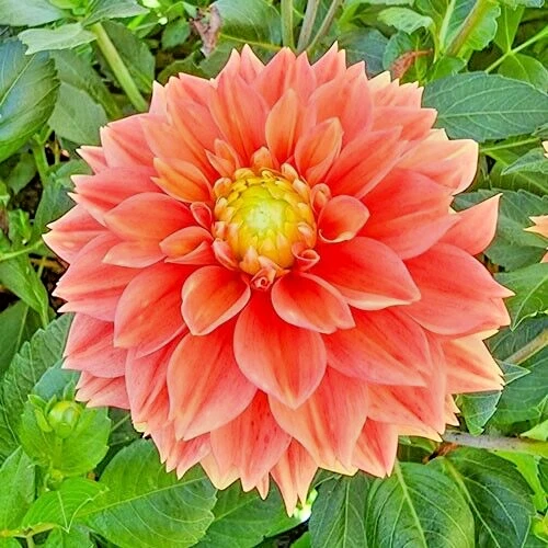 Dahlia SUNSET TROPICANA 1 Live Flower Plant Bulb Tuber ORANGE PEACH YELL... - €33,60 EUR