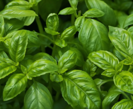 Easy To Grow Seed - 250 Sweet Basil Seeds, NON-GMO, Common Basil - £3.18 GBP