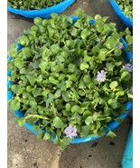 100 WATER HYACINTH POND PLANTS + FREE RED MANGROVE PLANTS  - $148.50