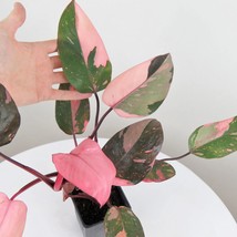 PINK PRINCESS~~Variegated Philodenron SMALL Rooted Starter Plant~~ Very ... - £71.93 GBP