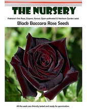 BELLFARM Black Baccara Rose Seeds, 50 PCS, Professional Pack, Fragrant Perennial - £3.18 GBP