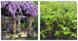 Amethyst Falls Wisteria Vine Starter Plant 1 live plant Garden - $39.95