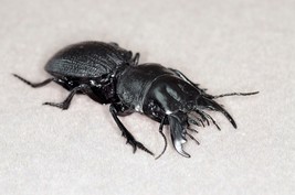 Handmade Crepidopterus decorsei Beetle Statuette Fine Insect Figurine Bugs - £30.52 GBP