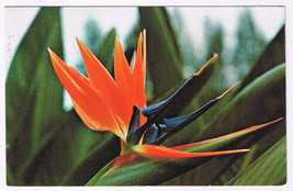 Postcard St Petersburg Florida Sunken Garden Bird Of Paradise Flower - $2.96