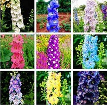 100 Seeds Hydrangea Rocket Larkspur Plant Seeds Ajacis Delphinium Mixed 9 Colors - £4.90 GBP