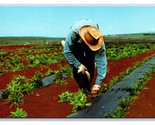Planter In The Field Dole Plantation Honolulu HI UNP Chrome Postcard V2 - $3.91