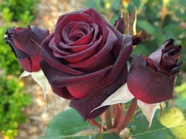 Black Baccara Rose fresh cuttings 2 Unrooted Cuttings 2 pcs for Planting , Deep  - £13.74 GBP