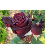 Black Baccara Rose fresh cuttings 2 Unrooted Cuttings 2 pcs for Planting... - £13.28 GBP