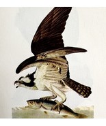 Fish Hawk Bird Lithograph 1950 Audubon Antique Art Print DWP6C - $42.12 CAD
