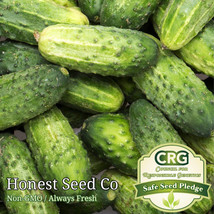 50+ Pickling Cucumber Seeds (Wisconsin SMR-58) Fresh Garden Seeds from USA - £7.73 GBP