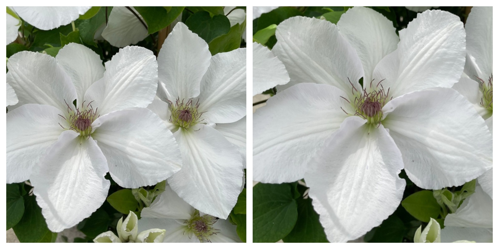 Guernsey Flute Clematis, Vine Perennial, 2.5&quot; Pot - $33.99
