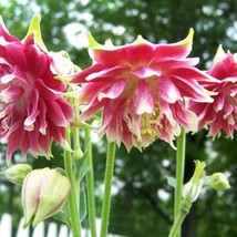 US Seller 25 Nora Barlow Pink Columbine Aquilegia Caerulea Flower Seeds Fast Shi - £10.91 GBP