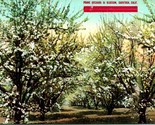 Vtg Postcard Saratoga California CA - Prune Garden In Blossom - Unused M... - $13.32