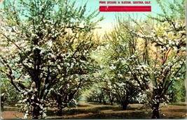 Vtg Postcard Saratoga California CA - Prune Garden In Blossom - Unused M. Reider - £10.45 GBP