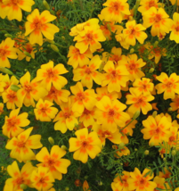 10 Pc Seeds Mexican Marigold Plant,  Tagetes lemonii Seeds for Planting | RK - £15.02 GBP