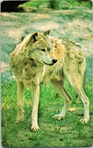 Timber Wolf Exterminated Over Most Of Its Former Range Bronx Zoo Postcard - £4.05 GBP