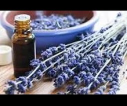 LAVENDER OIL Essential Oils France Lavender Oil  French Lavender Scent - £1,195.75 GBP