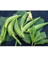 MX Premium Okra Clemson Spineless Organic Heirloom Most Popular Okra Bul... - $10.09