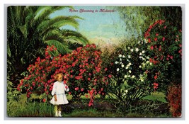 Roses Blooming in Midwinter California CA UNP DB Postcard Z4 - $3.91